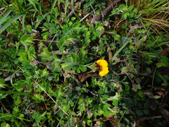 Bossiaea decumbens