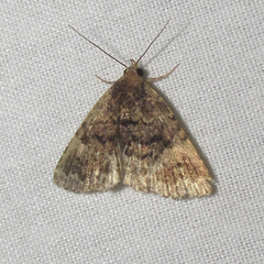 Metalectra miserulata