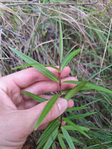 River Speedwell (Veronica rivalis)