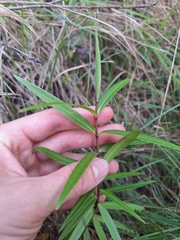 River Speedwell (Veronica rivalis)