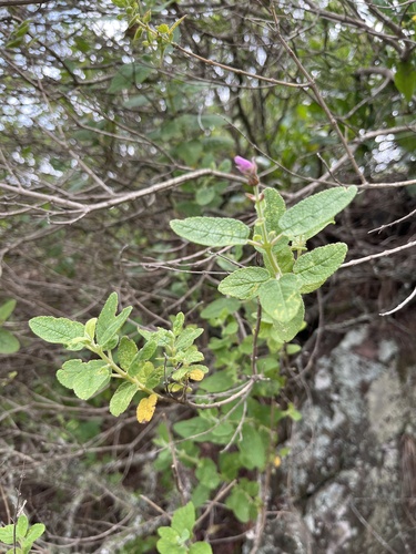 Syncolostemon obermeyerae, photograph 1