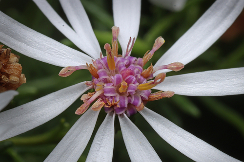 Olearia passerinoides, photograph 1