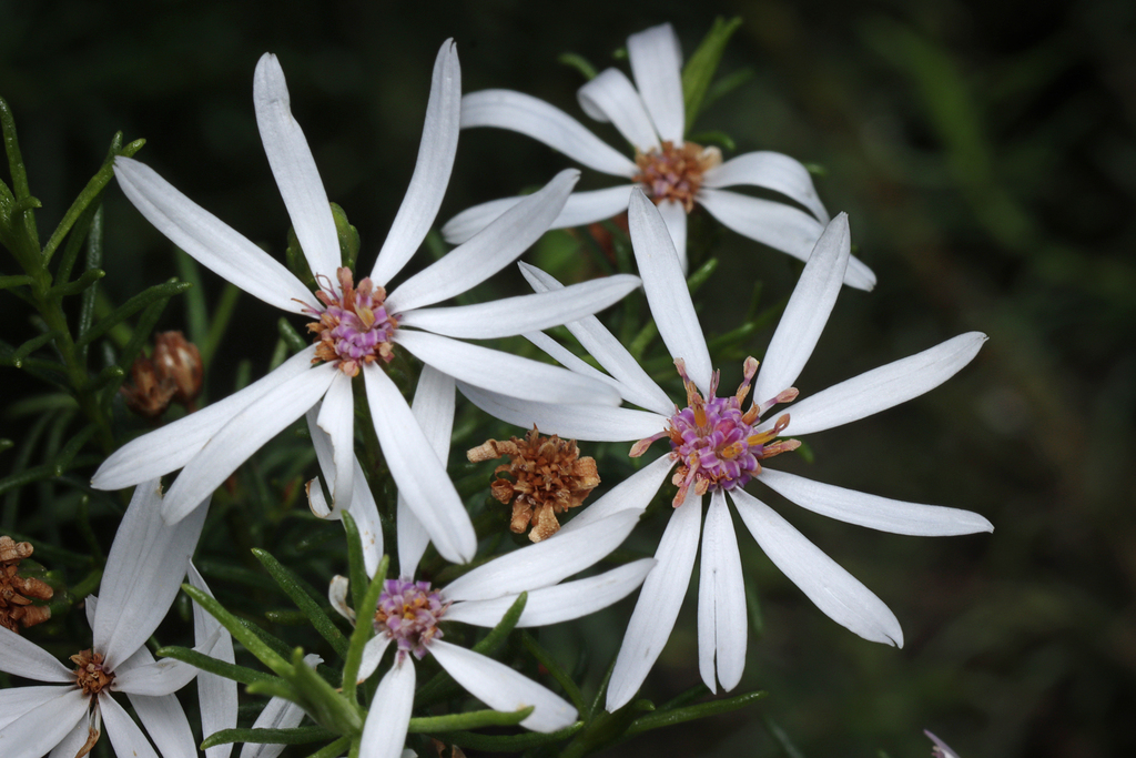 Olearia passerinoides; photograph author not stated, no rights reserved