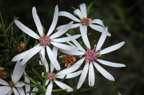 Olearia passerinoides