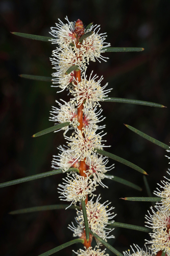 Hakea mitchellii, photograph 5
