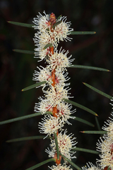 Hakea mitchellii, photograph author not stated, no rights reserved
