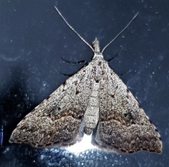Trigonistis asthenopa
