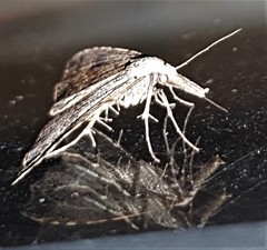 Trigonistis asthenopa