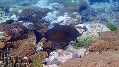 Prionurus maculatus