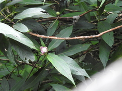 Hydrangea longifolia