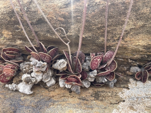 Adromischus trigynus