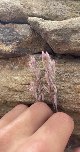 Adromischus trigynus