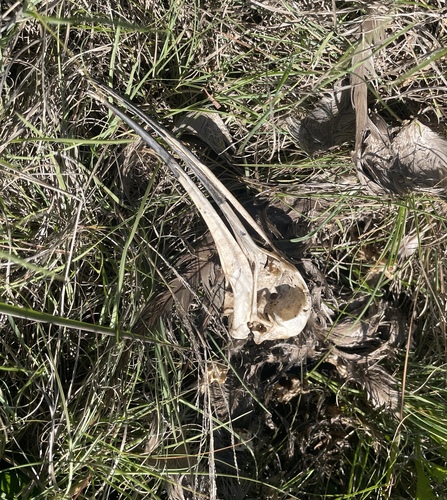 Hadada Ibis (Bostrychia hagedash), photo 9
