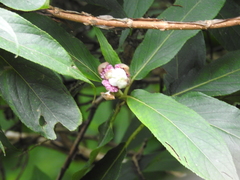 Hydrangea longifolia