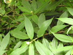 Hydrangea longifolia