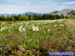 Anemonastrum biarmiense