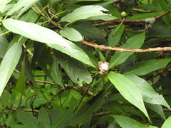 Hydrangea longifolia