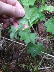 Alchemilla micans