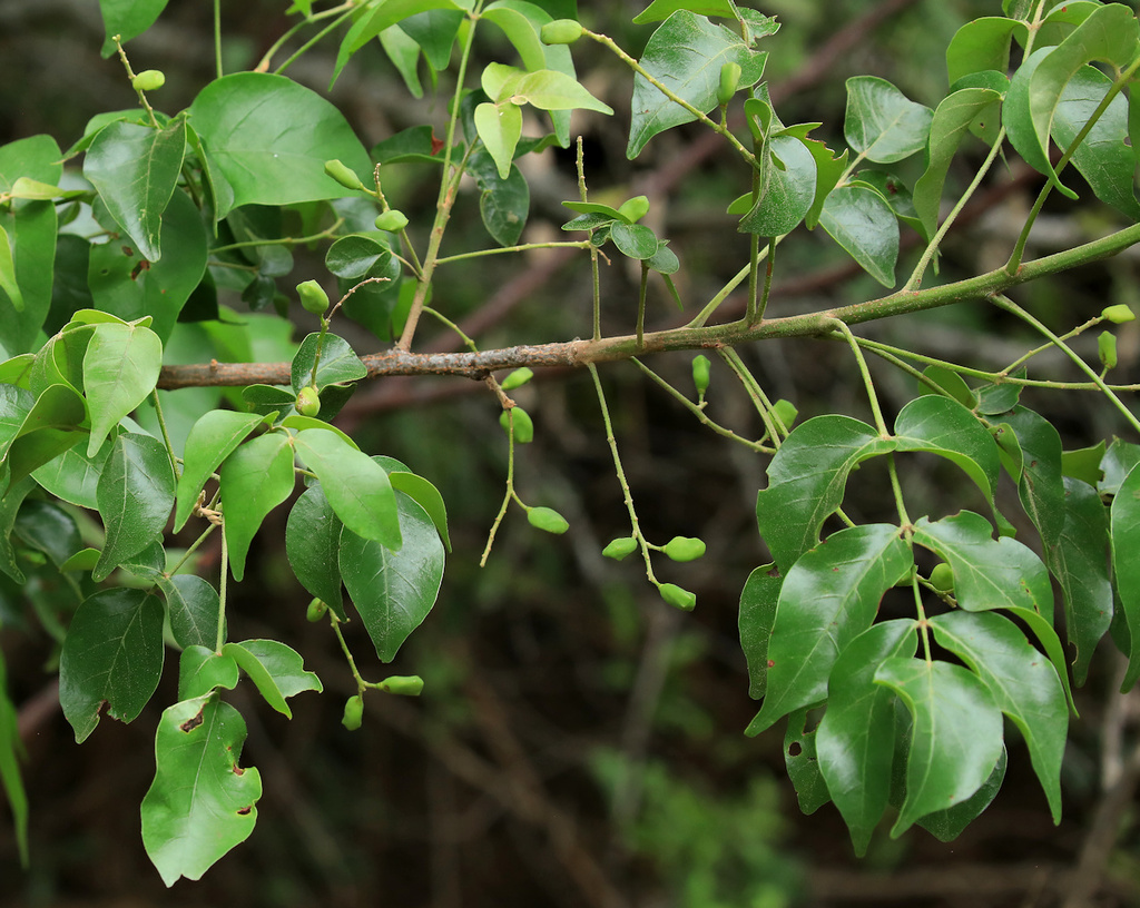 Lannea schweinfurthii; photograph (c) Wynand Uys, some rights reserved (CC BY)