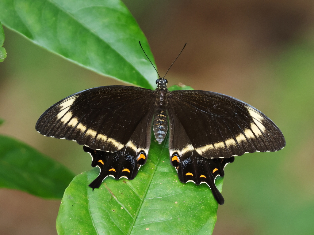 Canopus Swallowtail