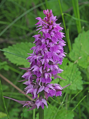 Dactylorhiza urvilleana