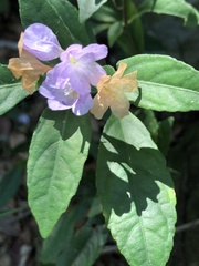 (c) Smriti S., some rights reserved (CC BY) Strobilanthes tetrasperma, photograph (c) Smriti S., some rights reserved (CC BY)