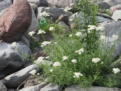 Achillea ptarmica