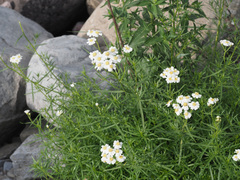 Achillea ptarmica