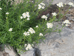 Achillea ptarmica