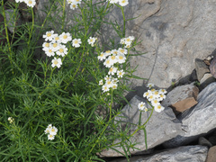 Achillea ptarmica