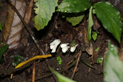 Gomphostemma chinense