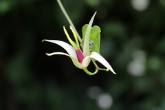 Stemona tuberosa