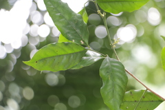 Glycosmis parviflora