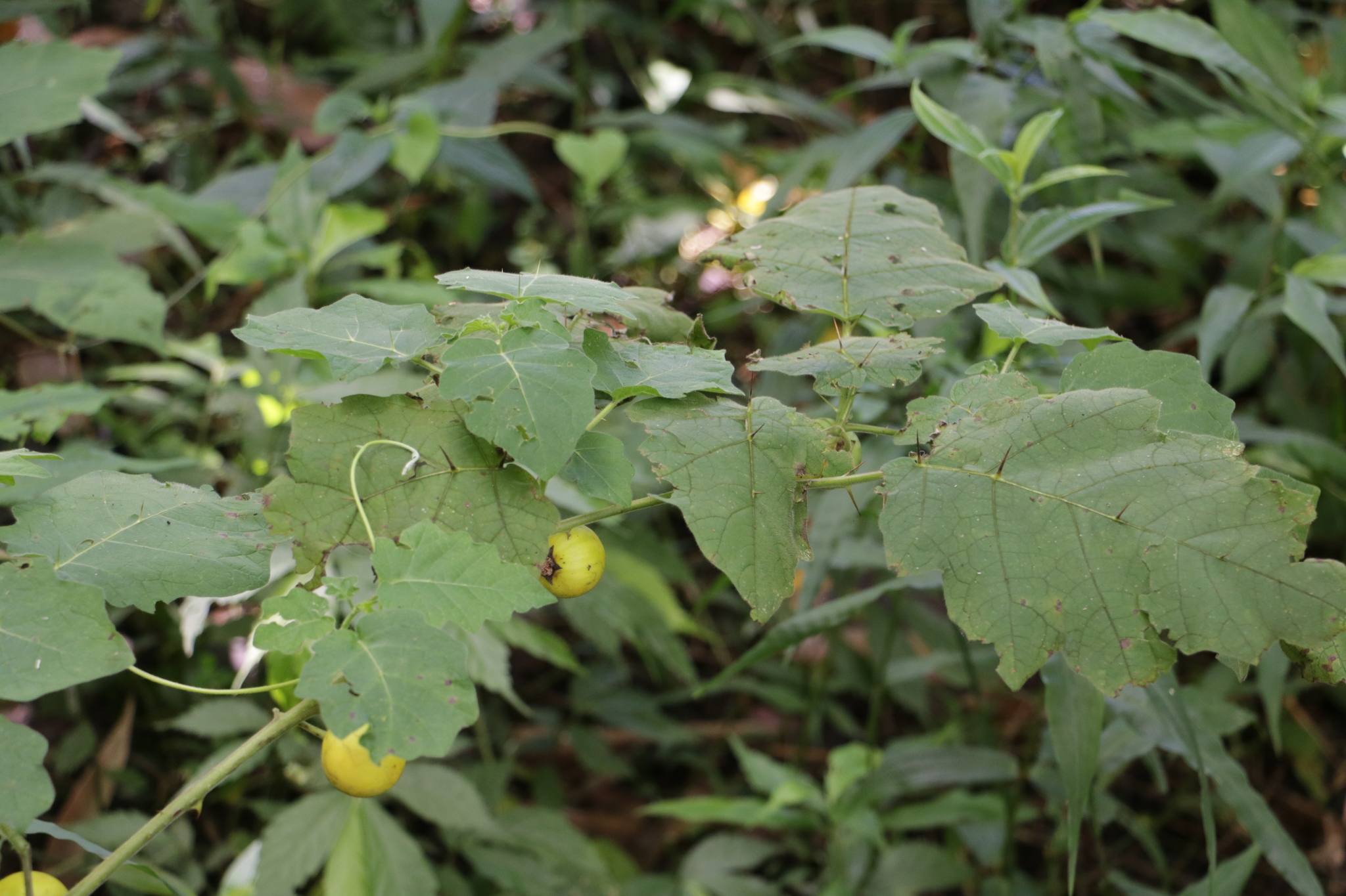 Solanum sisymbriifolium DSC09438 Planta do joá-bravo, joá,…