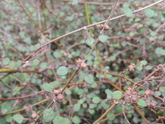 Teucrium parvifolium