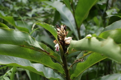 Alpinia sessiliflora