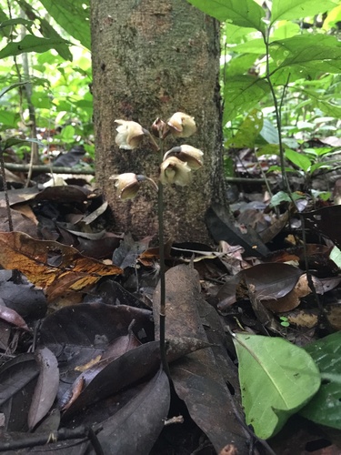 Gastrodia africana
