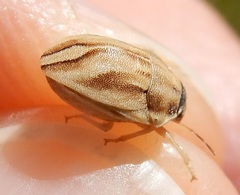 Homaemus parvulus