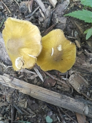 Pluteus leoninus