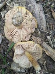 Pluteus leoninus