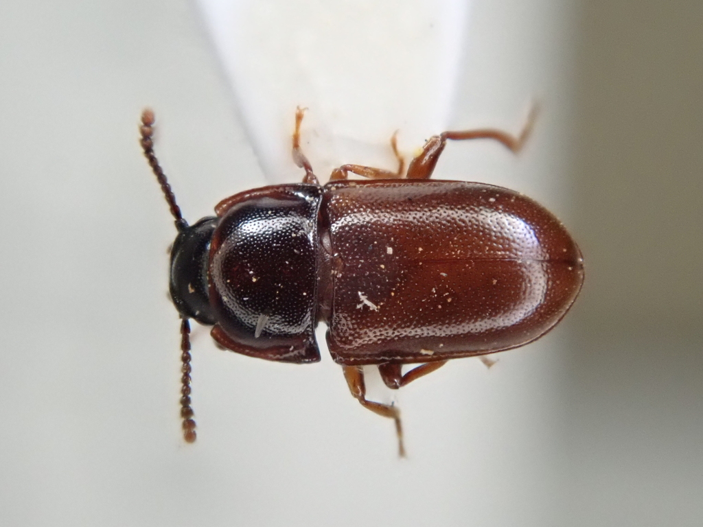 Iscanus ebeninus