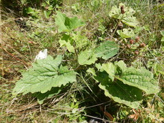 Arnoglossum