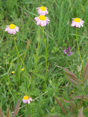 Tanacetum coccineum