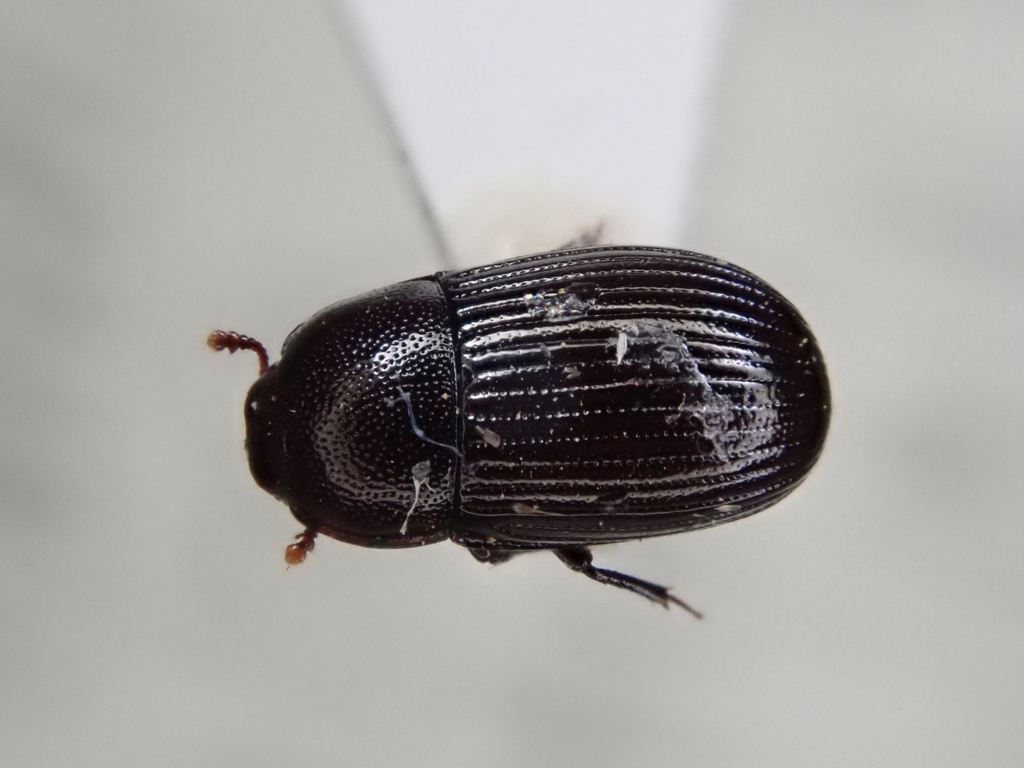 Dioedus araucariae