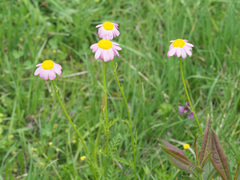 Tanacetum coccineum