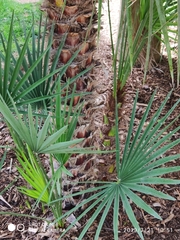 Chamaerops humilis