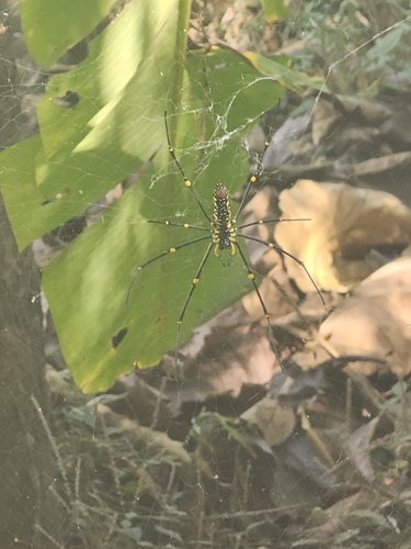Giant Golden Orbweaver