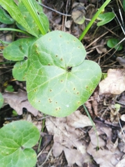 Puccinia asarina