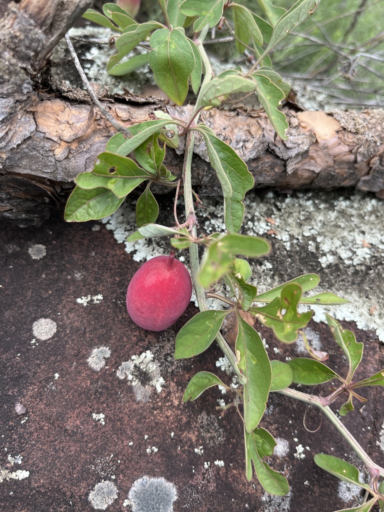 Adenia digitata, Thohoyandou, Limpopo, ZA