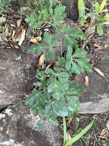 Wild granadilla (Adenia digitata)
